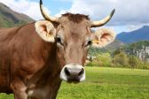mucca!