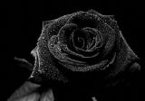Regalami una rosa di rara bellezza