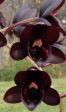 Orchidea Nera