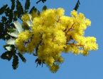 Mimosa
