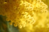 Mimosa
